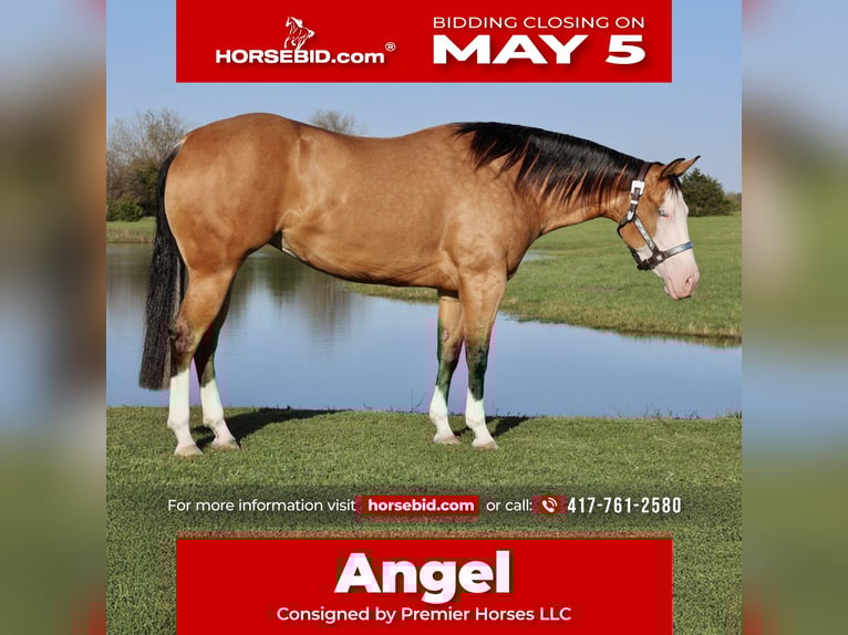 American Quarter Horse Giumenta 3 Anni 150 cm in Buffalo, MO