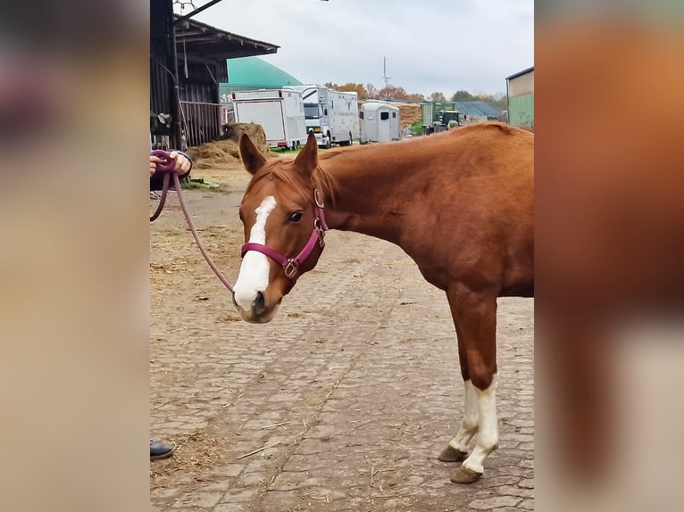 American Quarter Horse Giumenta 3 Anni 150 cm Sauro in Celle
