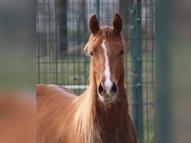 American Quarter Horse Giumenta 3 Anni 150 cm Sauro in Rosendahl