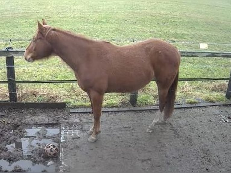 American Quarter Horse Giumenta 3 Anni 150 cm Sauro in Rosendahl