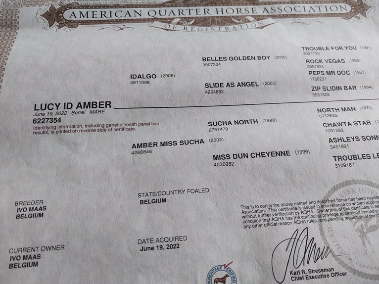 American Quarter Horse Giumenta 3 Anni 150 cm Sauro in Retie American Quarter Horse Giumenta 3 Anni 150 cm Sauro in Retie