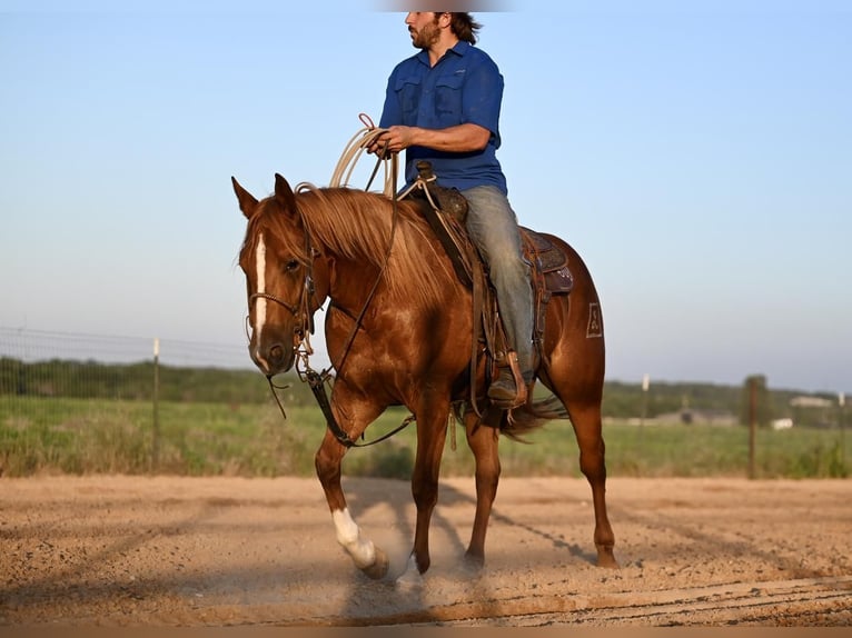 American Quarter Horse Giumenta 3 Anni 150 cm Sauro ciliegia in Waco