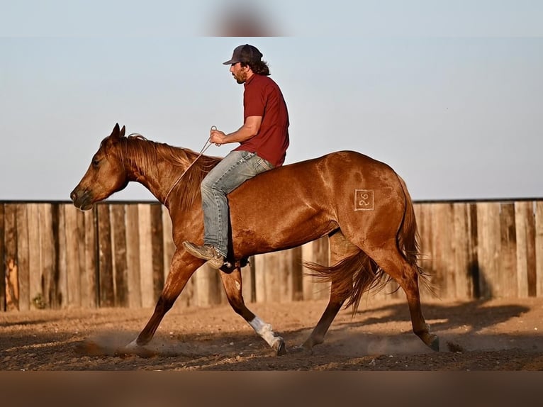 American Quarter Horse Giumenta 3 Anni 150 cm Sauro ciliegia in Waco