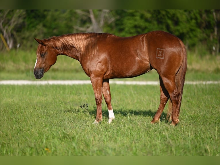 American Quarter Horse Giumenta 3 Anni 150 cm Sauro ciliegia in Waco