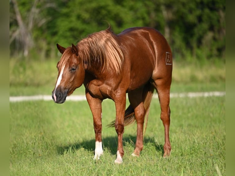 American Quarter Horse Giumenta 3 Anni 150 cm Sauro ciliegia in Waco