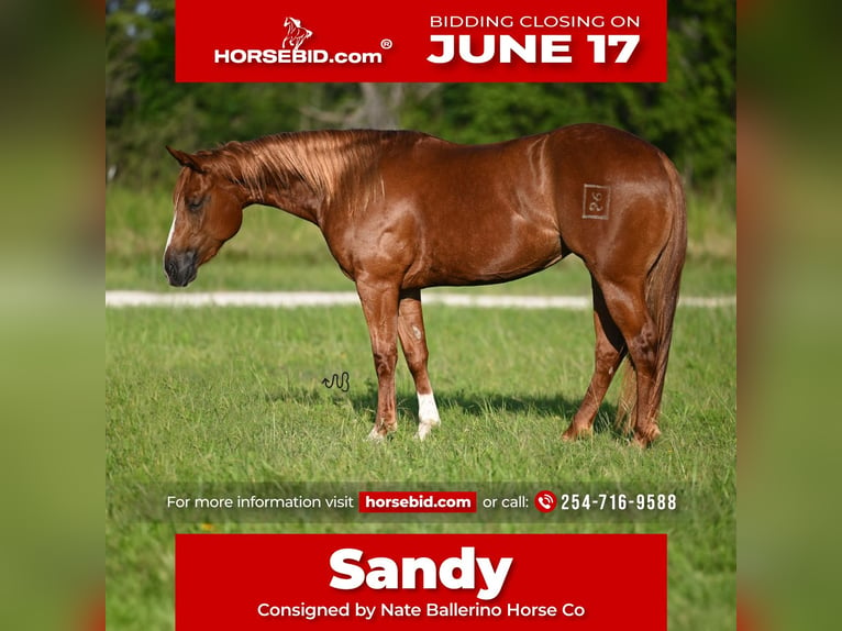 American Quarter Horse Giumenta 3 Anni 150 cm Sauro ciliegia in Waco