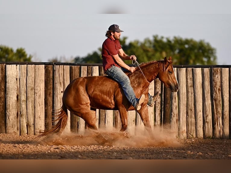 American Quarter Horse Giumenta 3 Anni 150 cm Sauro ciliegia in Waco