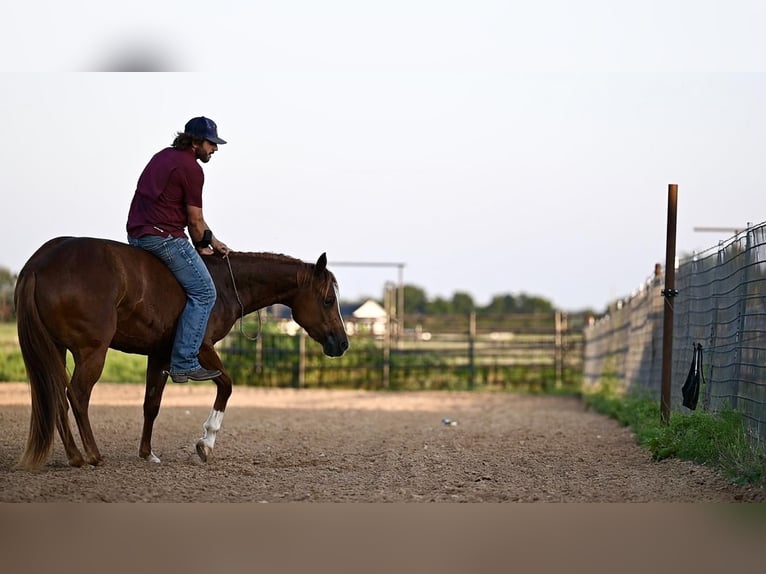 American Quarter Horse Giumenta 3 Anni 150 cm Sauro ciliegia in Waco