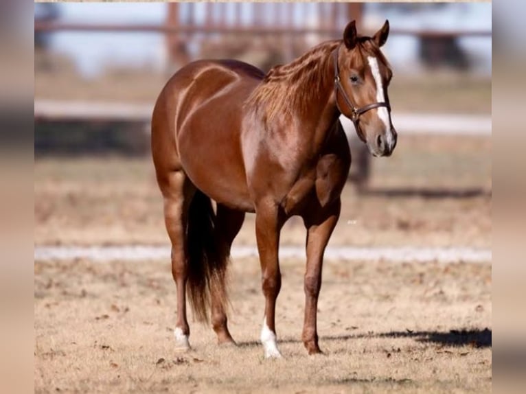 American Quarter Horse Giumenta 3 Anni 150 cm Sauro ciliegia in Waco, TX