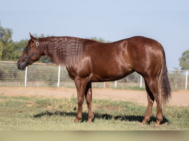 American Quarter Horse Giumenta 3 Anni 150 cm Sauro ciliegia in Wayne, OK American Quarter Horse Giumenta 3 Anni 150 cm Sauro ciliegia in Wayne, OK