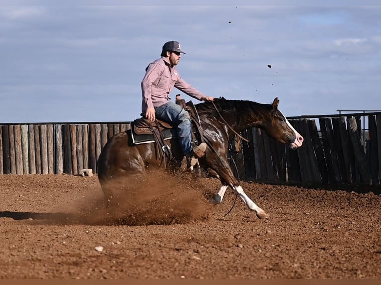 American Quarter Horse Giumenta 3 Anni 150 cm Sauro ciliegia in Waco, TX