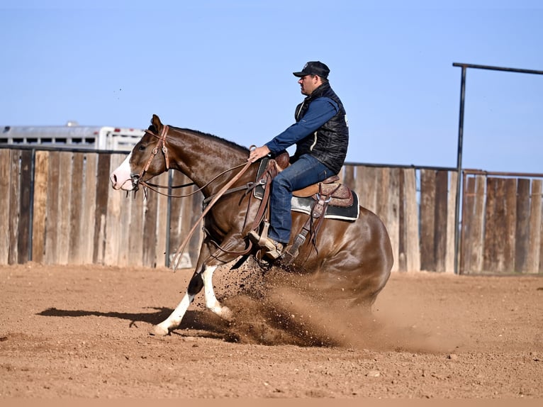 American Quarter Horse Giumenta 3 Anni 150 cm Sauro ciliegia in Waco, TX