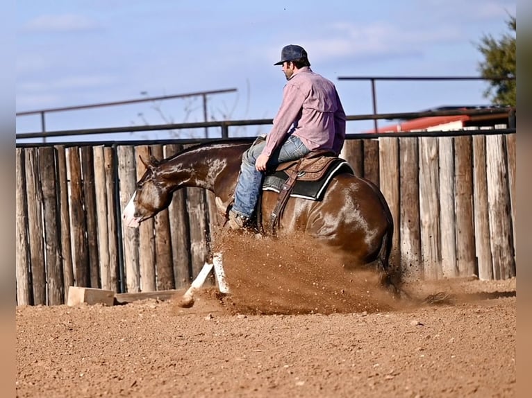 American Quarter Horse Giumenta 3 Anni 150 cm Sauro ciliegia in Waco, TX