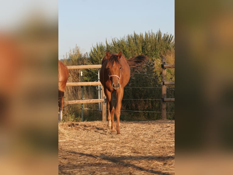 American Quarter Horse Giumenta 3 Anni 150 cm Sauro in Frassinello Monferrato