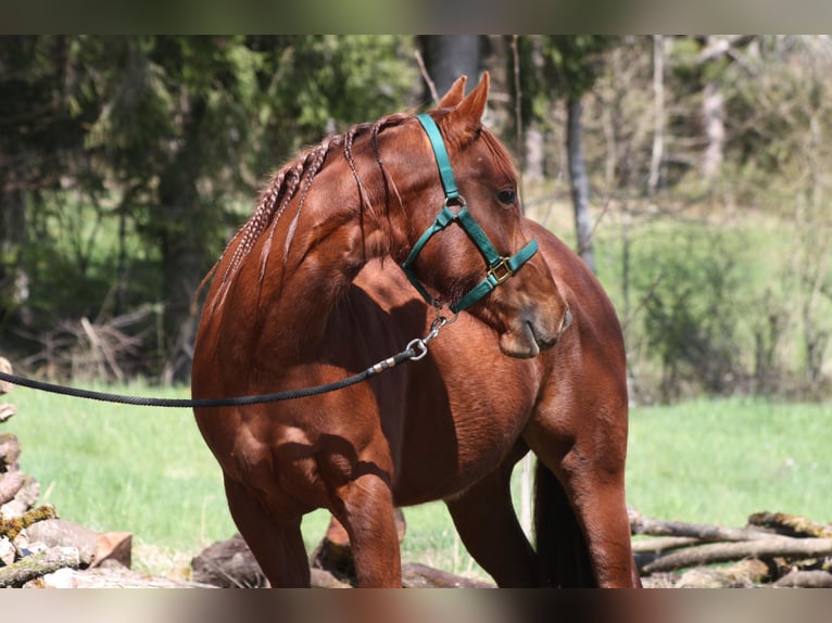 American Quarter Horse Giumenta 3 Anni 150 cm Sauro in Lo&#xDF;burg