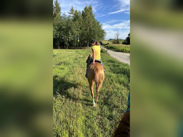 American Quarter Horse Giumenta 3 Anni 150 cm Sauro in Kappelen