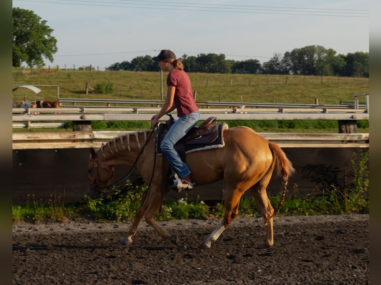 American Quarter Horse Giumenta 3 Anni 150 cm Sauro in Kappelen