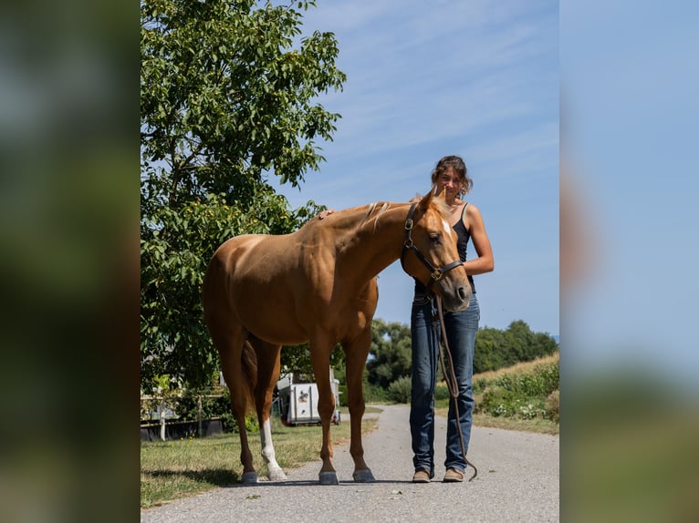 American Quarter Horse Giumenta 3 Anni 150 cm Sauro in Kappelen