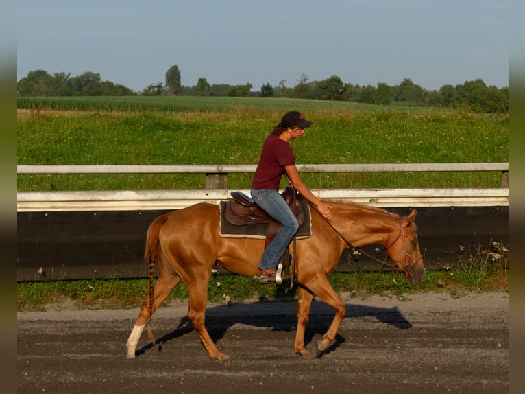 American Quarter Horse Giumenta 3 Anni 150 cm Sauro in Kappelen