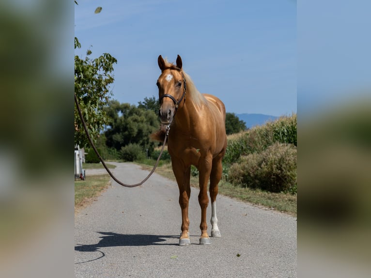 American Quarter Horse Giumenta 3 Anni 150 cm Sauro in Kappelen