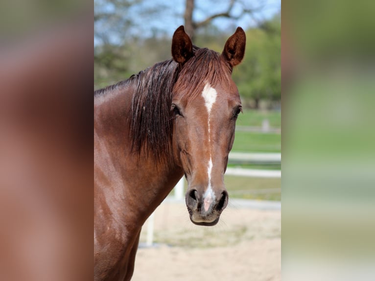 American Quarter Horse Giumenta 3 Anni 150 cm Sauro scuro in Stade