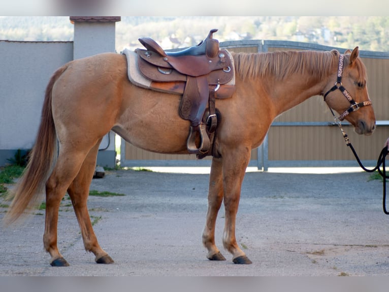 American Quarter Horse Giumenta 3 Anni 151 cm Red dun in Rudolstadt
