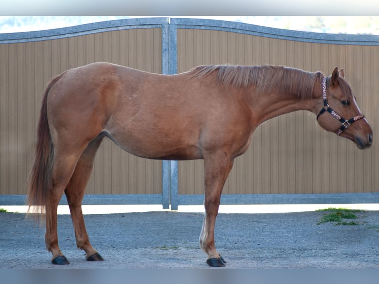 American Quarter Horse Giumenta 3 Anni 151 cm Red dun in Rudolstadt