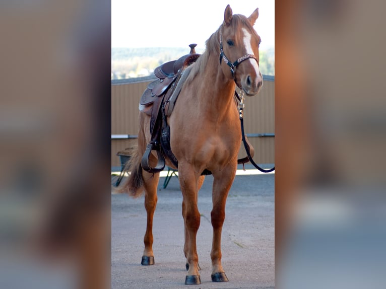 American Quarter Horse Giumenta 3 Anni 151 cm Red dun in Rudolstadt