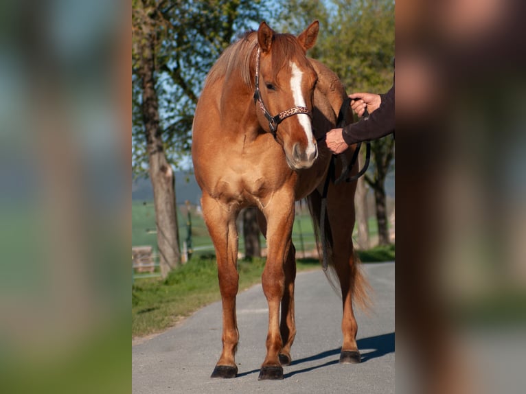 American Quarter Horse Giumenta 3 Anni 151 cm Red dun in Rudolstadt