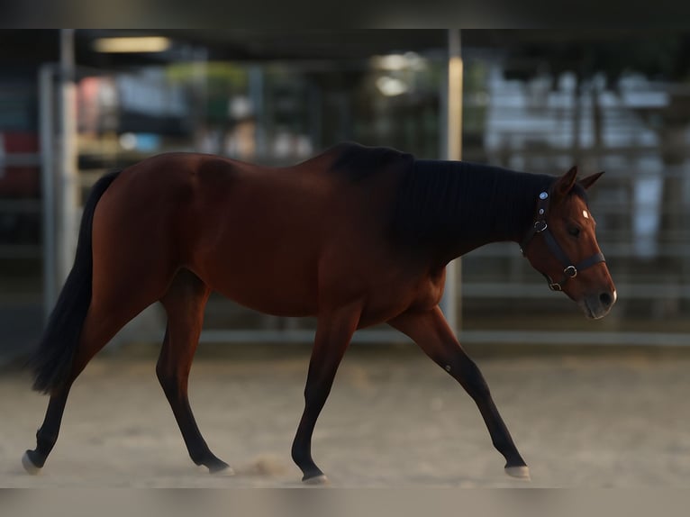 American Quarter Horse Giumenta 3 Anni 152 cm Baio ciliegia in Bakersfield