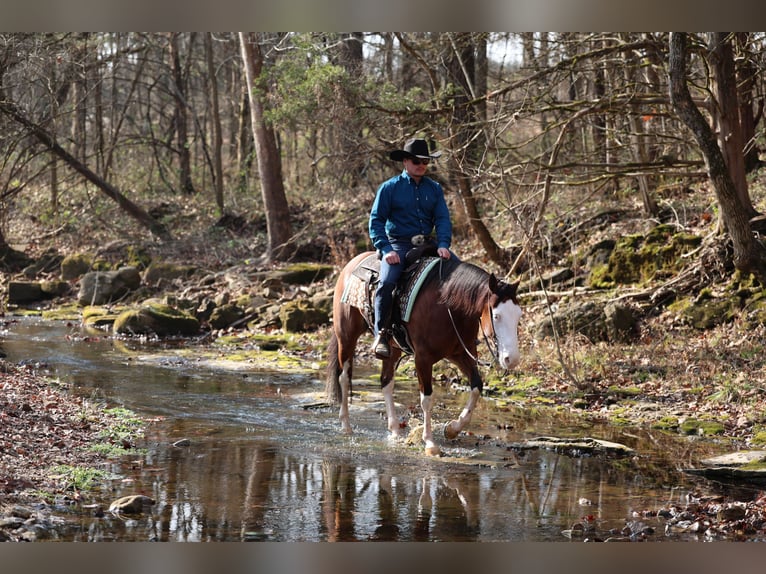 American Quarter Horse Giumenta 3 Anni 152 cm Baio ciliegia in Buffalo