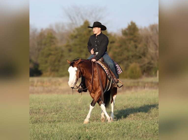 American Quarter Horse Giumenta 3 Anni 152 cm Baio ciliegia in Buffalo