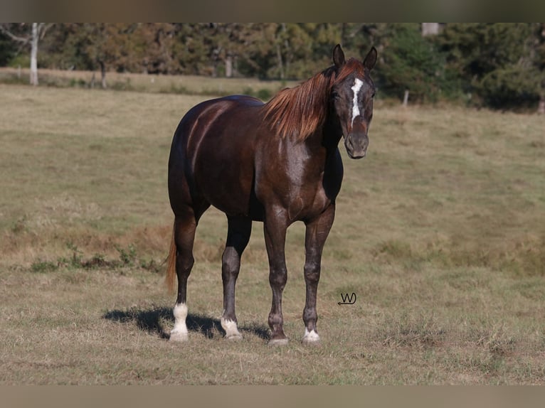 American Quarter Horse Giumenta 3 Anni 152 cm Baio ciliegia in Carthage, TX