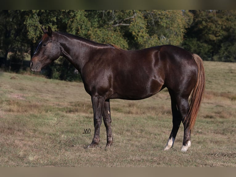 American Quarter Horse Giumenta 3 Anni 152 cm Baio ciliegia in Carthage, TX