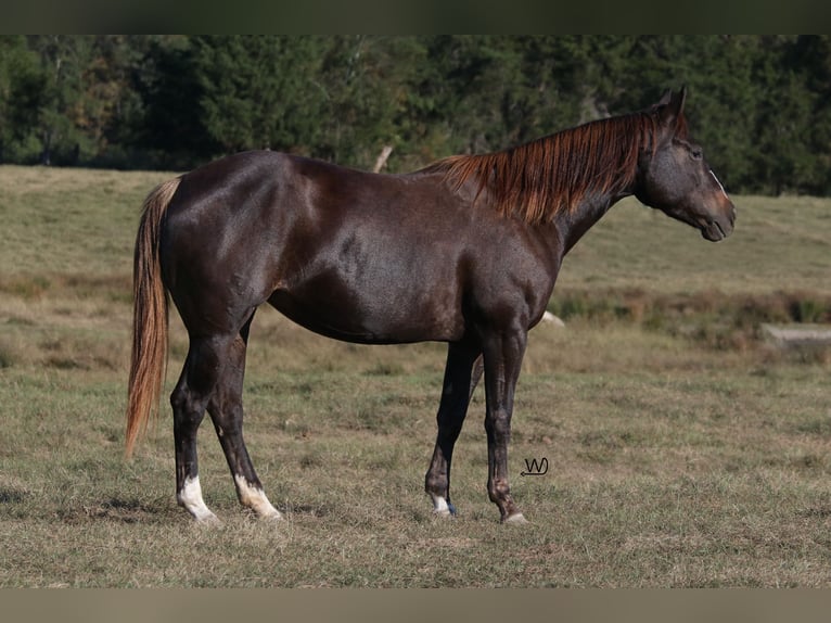 American Quarter Horse Giumenta 3 Anni 152 cm Baio ciliegia in Carthage, TX