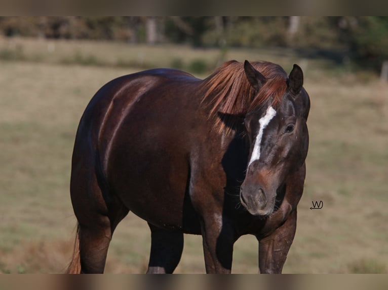 American Quarter Horse Giumenta 3 Anni 152 cm Baio ciliegia in Carthage, TX