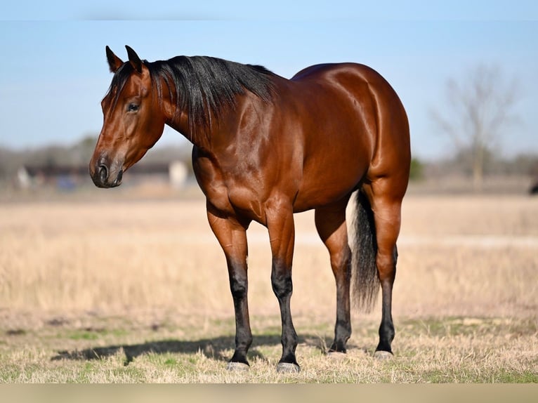 American Quarter Horse Giumenta 3 Anni 152 cm Baio ciliegia in Waco, TX