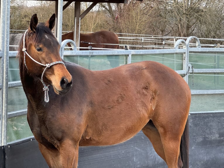American Quarter Horse Giumenta 3 Anni 152 cm Baio in Leun