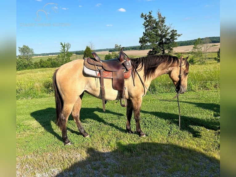 American Quarter Horse Giumenta 3 Anni 152 cm Falbo in Fredonia, KY