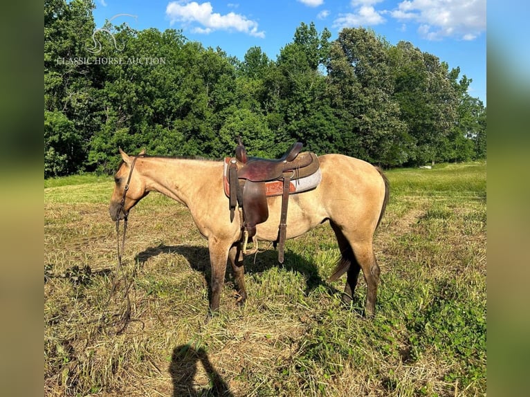 American Quarter Horse Giumenta 3 Anni 152 cm Falbo in Fredonia, KY