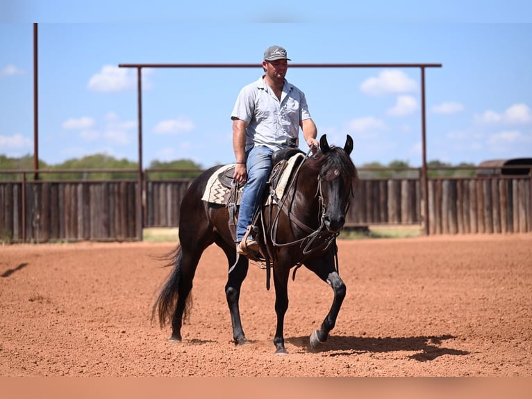 American Quarter Horse Giumenta 3 Anni 152 cm Morello in Waco