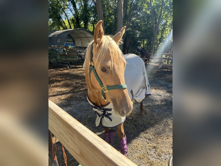 American Quarter Horse Giumenta 3 Anni 152 cm Palomino in Hudson Falls