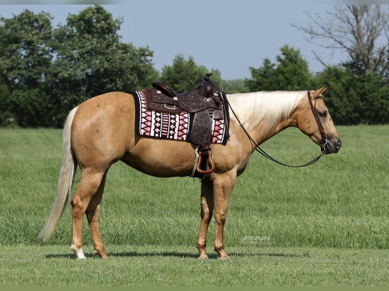 American Quarter Horse Giumenta 3 Anni 152 cm Palomino in Buffalo