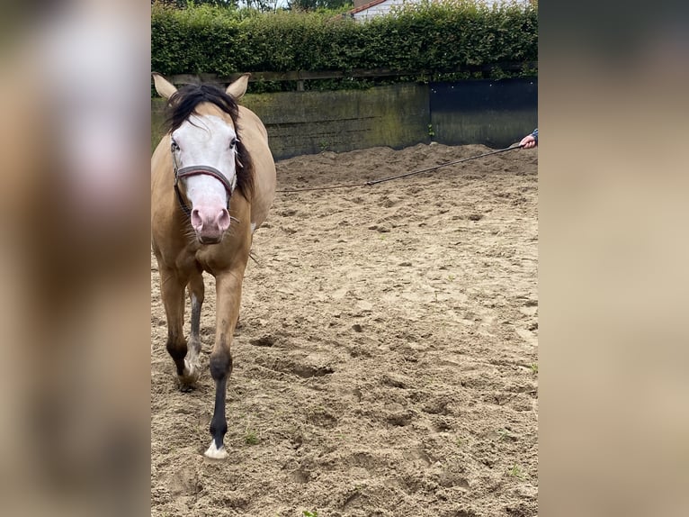 American Quarter Horse Giumenta 3 Anni 152 cm Pelle di daino in Lille