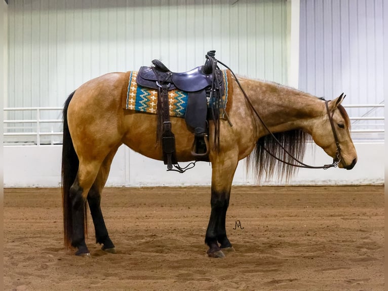 American Quarter Horse Giumenta 3 Anni 152 cm Pelle di daino in Cannon Falls, MN