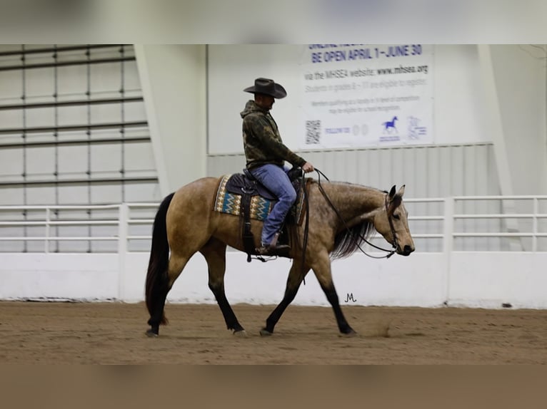 American Quarter Horse Giumenta 3 Anni 152 cm Pelle di daino in Cannon Falls, MN