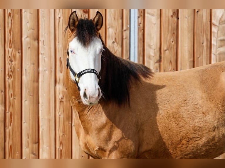 American Quarter Horse Giumenta 3 Anni 152 cm Pelle di daino in Hundsangen