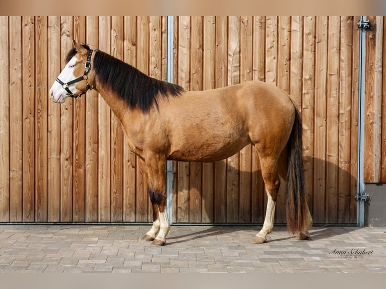 American Quarter Horse Giumenta 3 Anni 152 cm Pelle di daino in Hundsangen