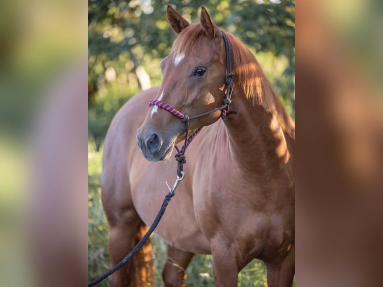 American Quarter Horse Giumenta 3 Anni 152 cm Sauro in Emden