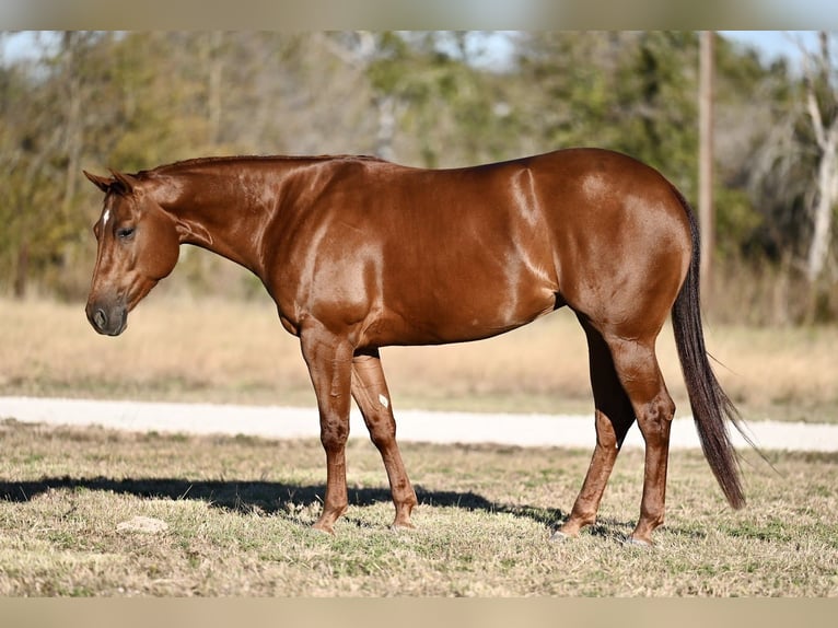 American Quarter Horse Giumenta 3 Anni 152 cm Sauro ciliegia in Waco, TX